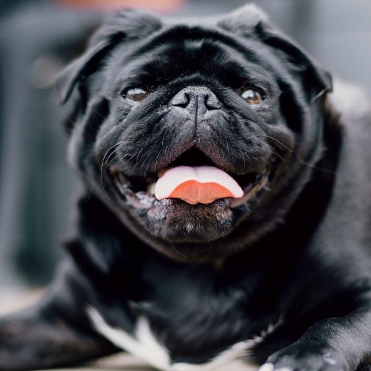 Portrait of Noah Lin, group coordinator and fusion cuisine expert